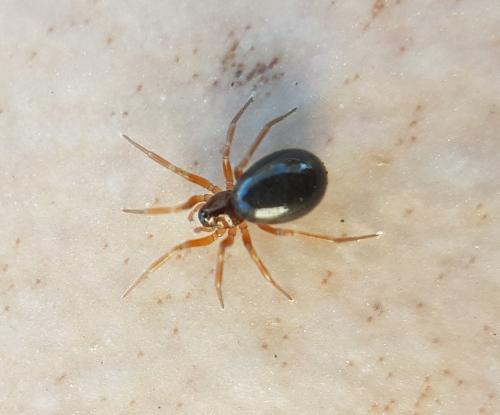 Réf. 224 224 : Erigoninae inconnu